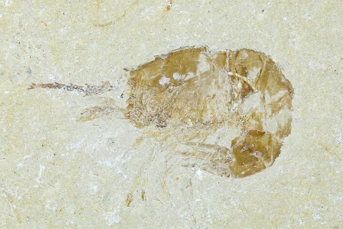 Cretaceous Fossil Shrimp - Lebanon #123888